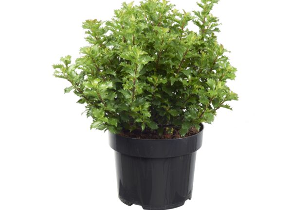 Ilex meserveae