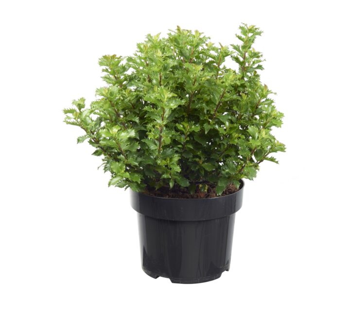 Ilex meserveae
