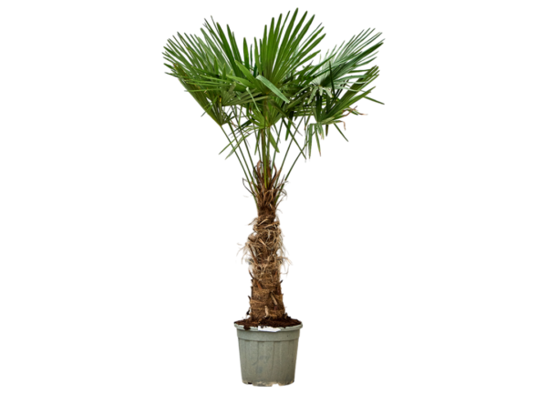 trachycarpus fortunei