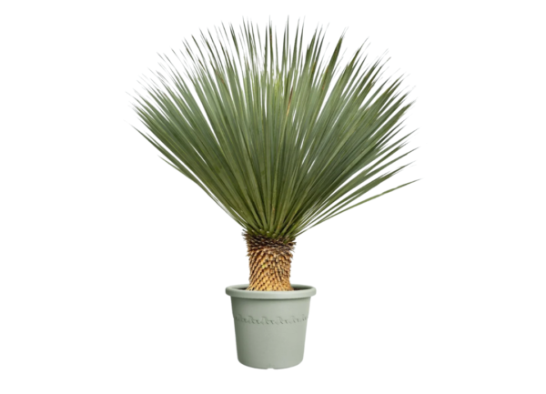 yucca rostrata