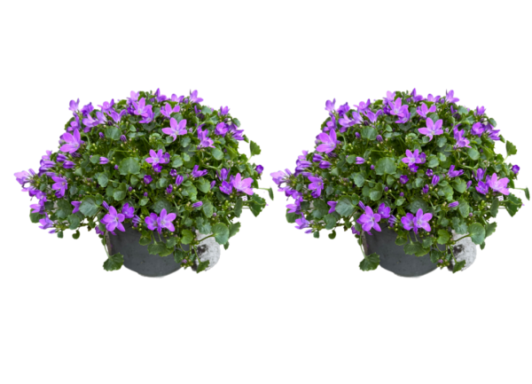 campanula