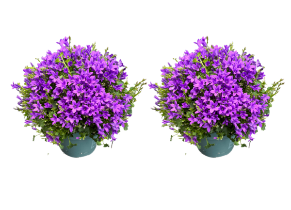 campanula
