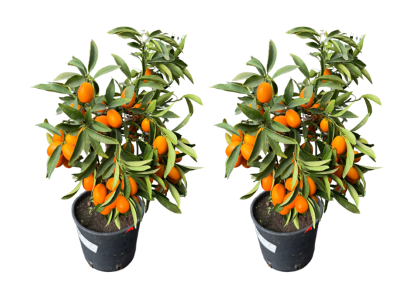 citrus