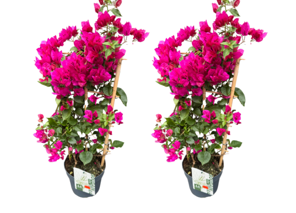 bougainvillea