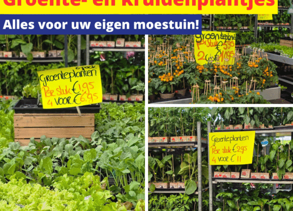 kruidenplantjes