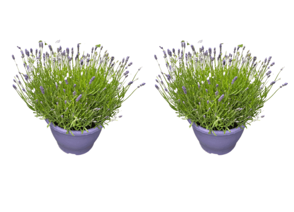 lavendel