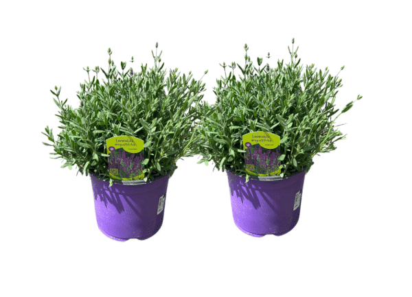 lavendel