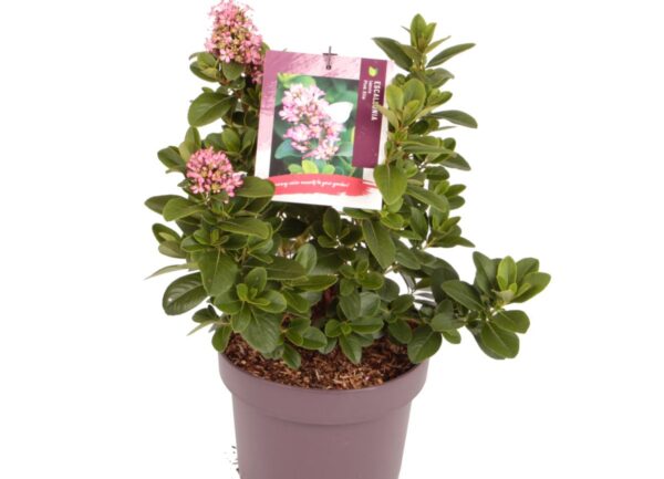 Escallonia 'Pink elle'