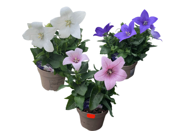 platycodon