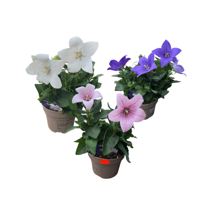platycodon