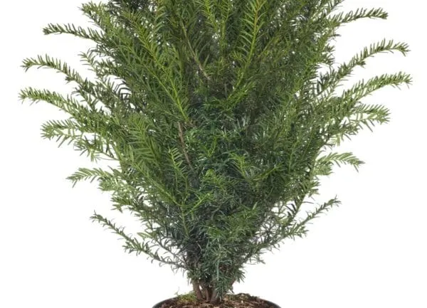 Taxus baccata