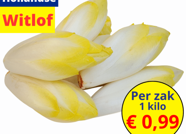 Hollandse witlof
