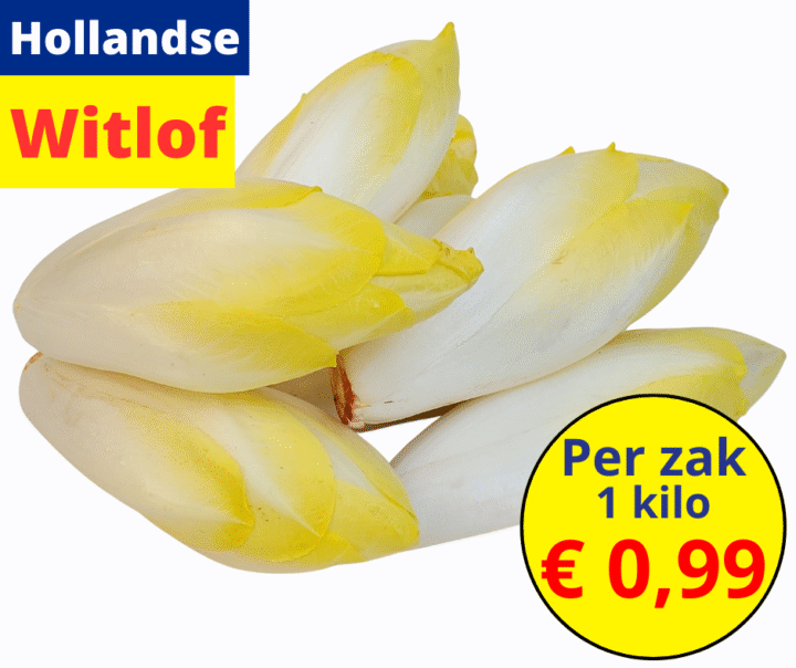 Hollandse witlof