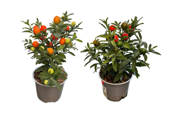 solanum