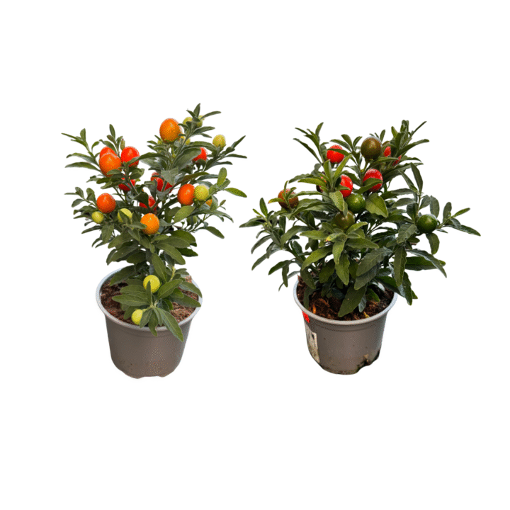 solanum
