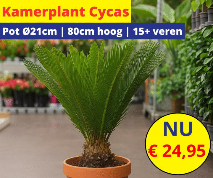 kamerplant cycas