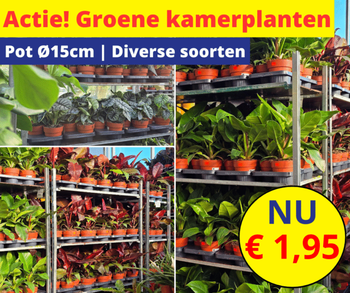kamerplanten