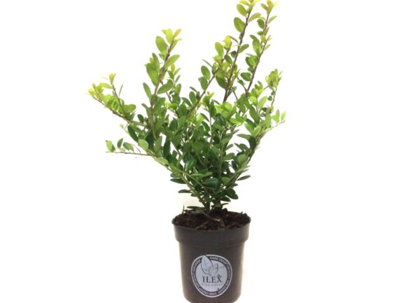 Ilex crenata