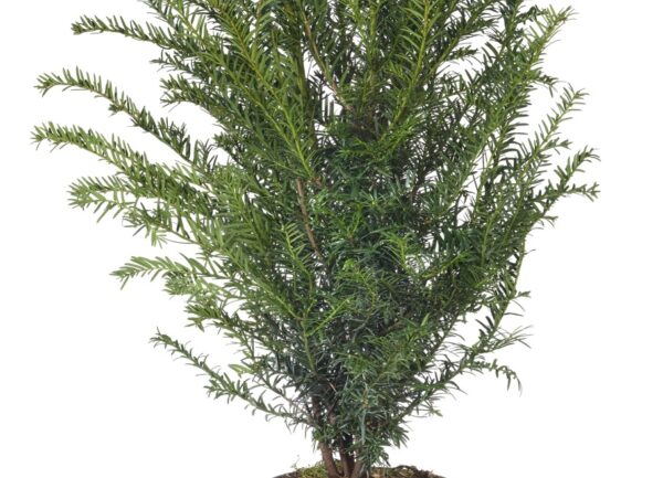 Taxus baccata