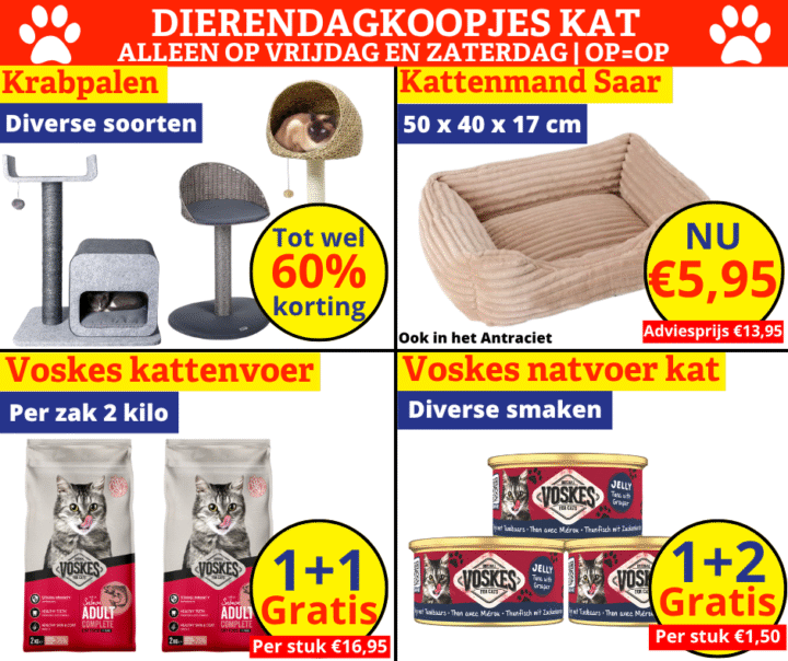 dierendagkoopjes kat