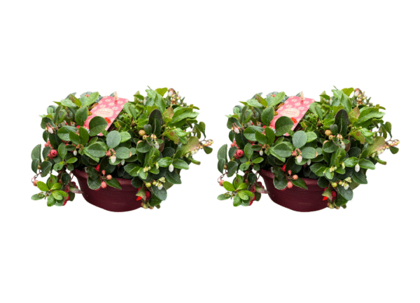 gaultheria
