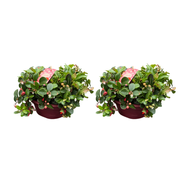 gaultheria