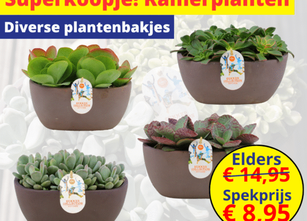 superkoopje! kamerplanten