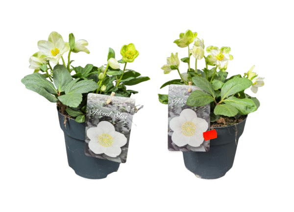 helleborus