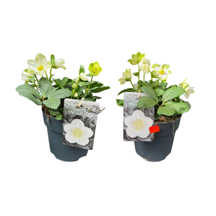 helleborus