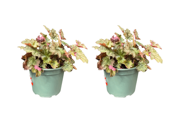 heuchera