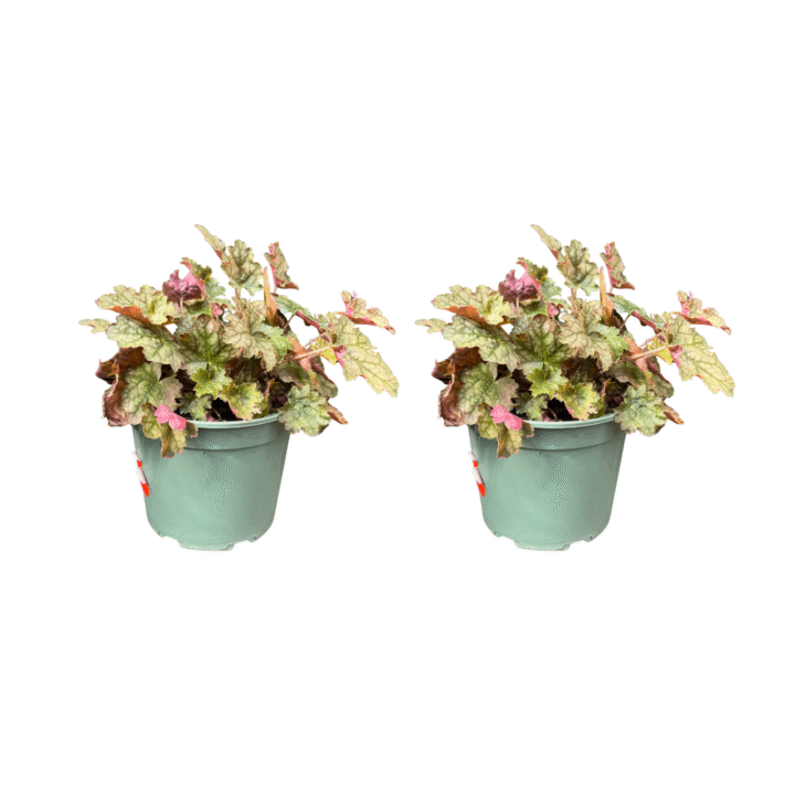 heuchera