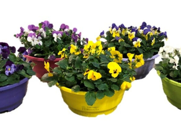 Winterviolen schaal