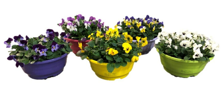 Winterviolen schaal