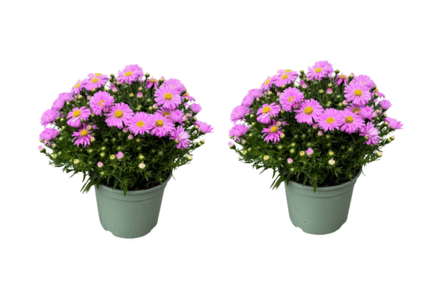 asters