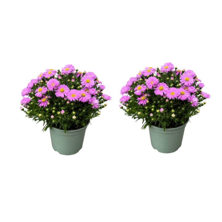 asters