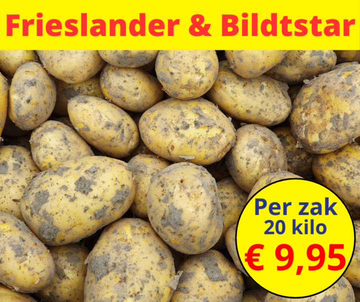 Frieslander en Bildtstar