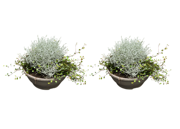muehlenbeckia