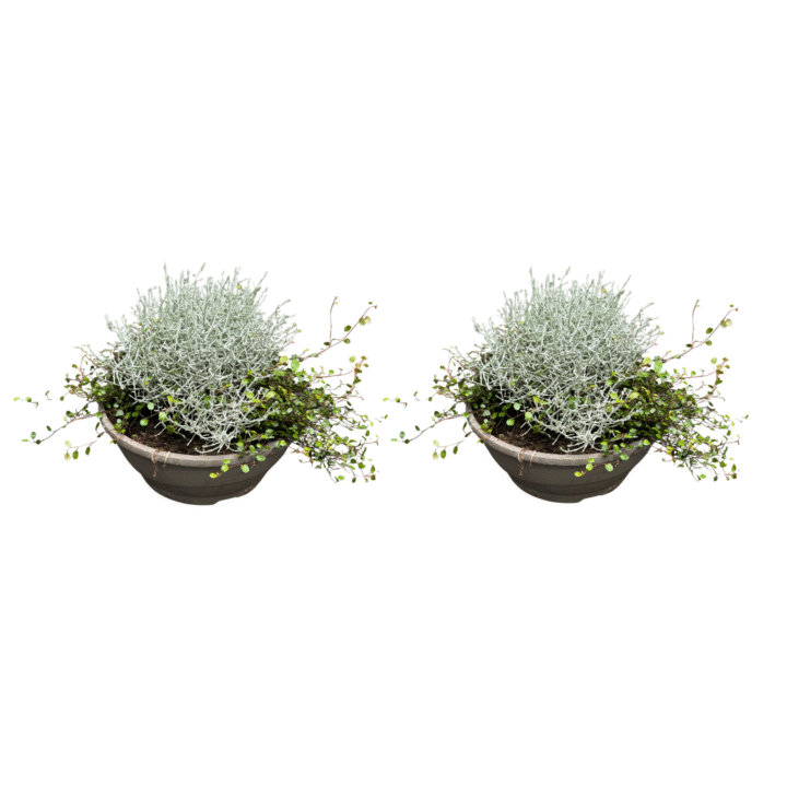 muehlenbeckia