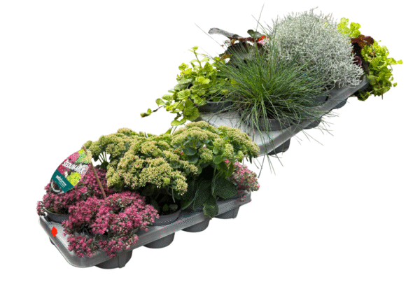 vaste planten mix