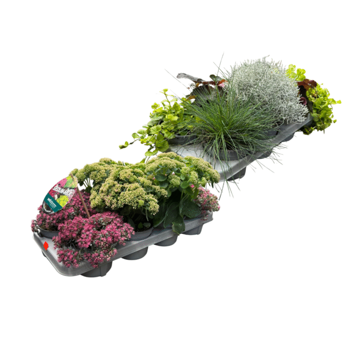 vaste planten mix