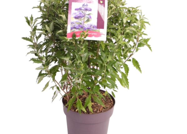 Caryopteris