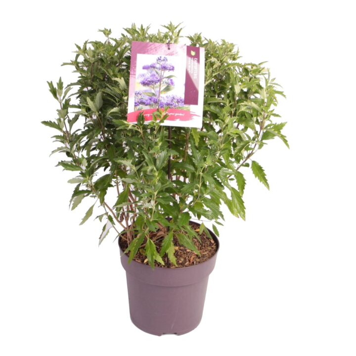 Caryopteris
