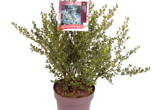 Ceanothus