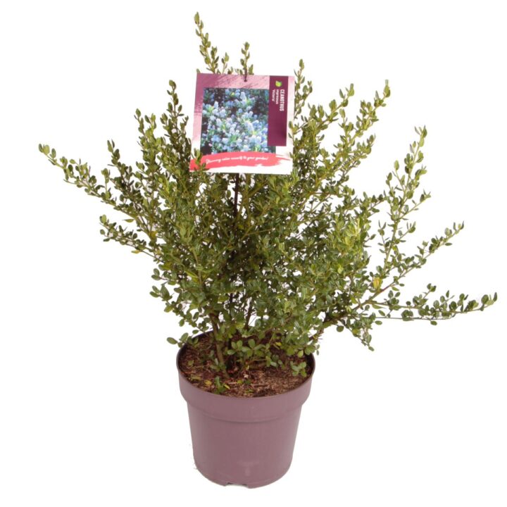 Ceanothus