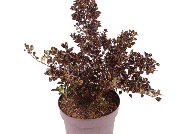 Coprosma