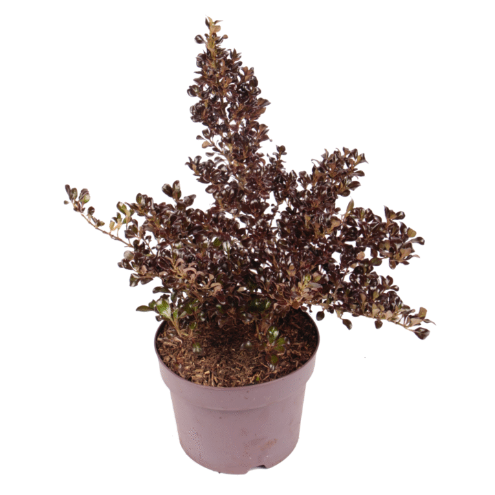 Coprosma