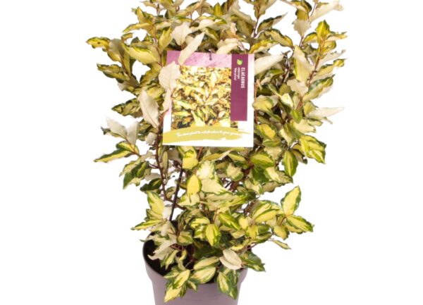 Elaeagnus ebb. ‘Maryline’
