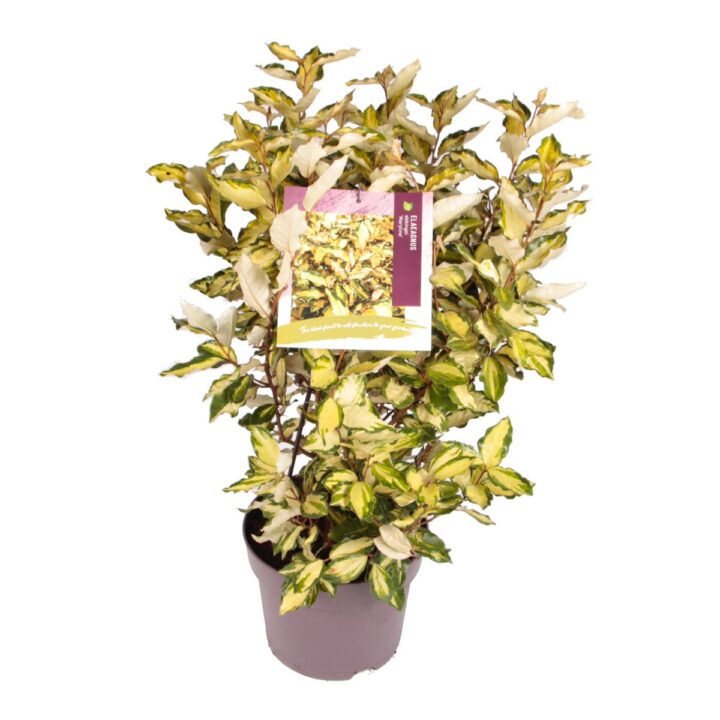 Elaeagnus ebb. ‘Maryline’