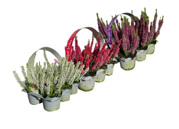 calluna