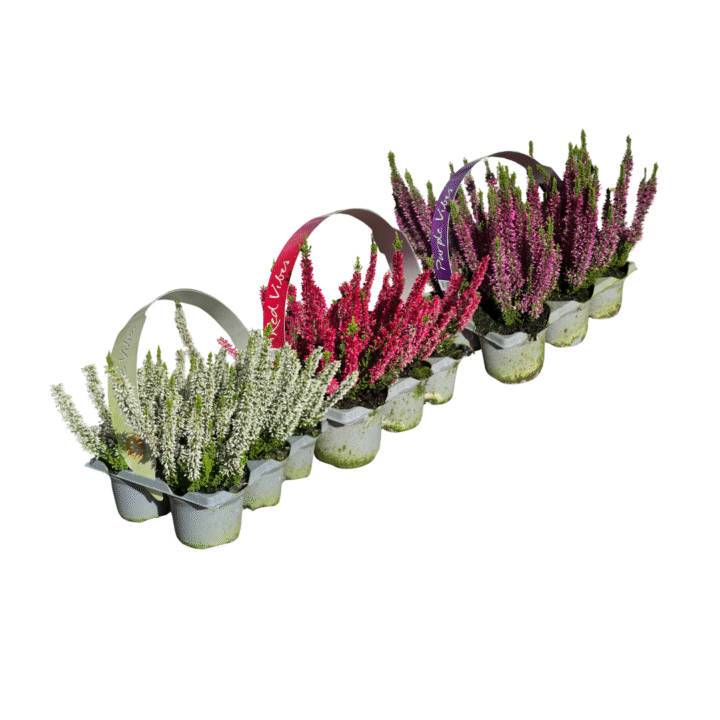 calluna